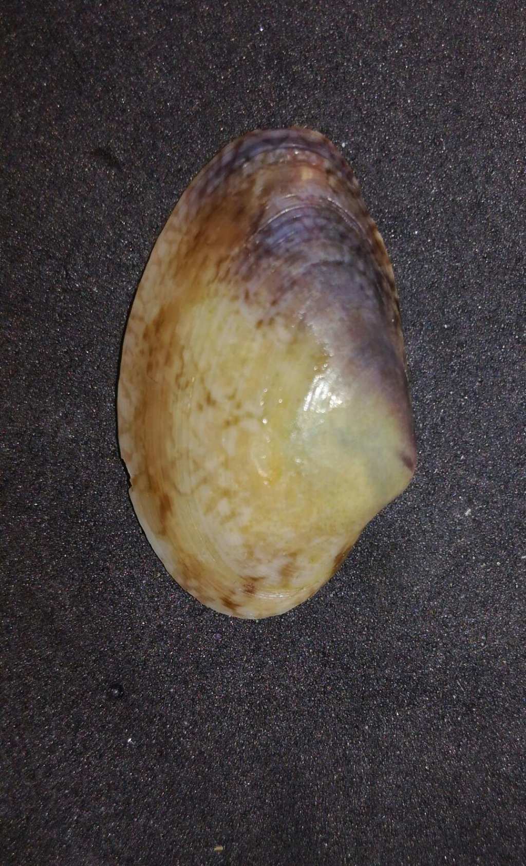 valva da identificare